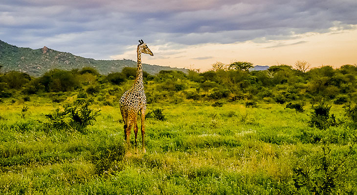 Mombasa to Tsavo East, Tsavo West, Amboseli, Lake Nakuru and Masai Mara Safari