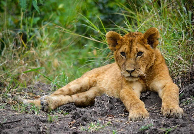 Safari tours starts from Nairobi