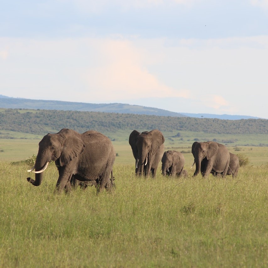 Nairobi to Masai Mara and Lake Nakuru Safari