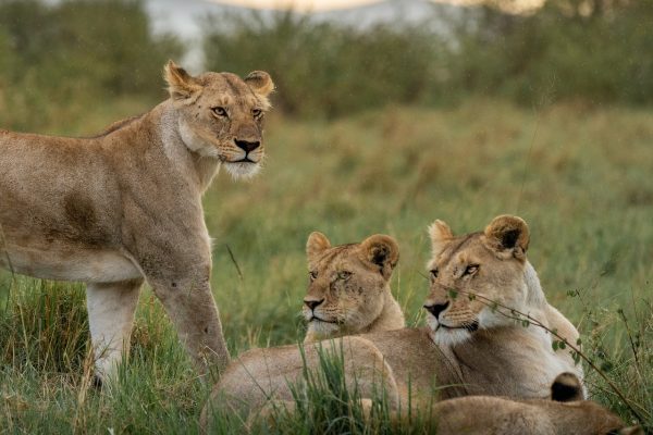 Best of January: Safari Tour Operators Unveiling Kenya’s Wonders
