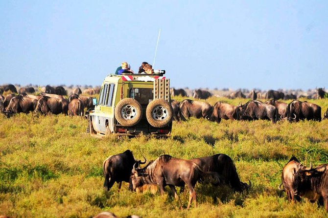 Unforgettable Family Adventures: Exploring Kenya with the Best Safari Tour Operator